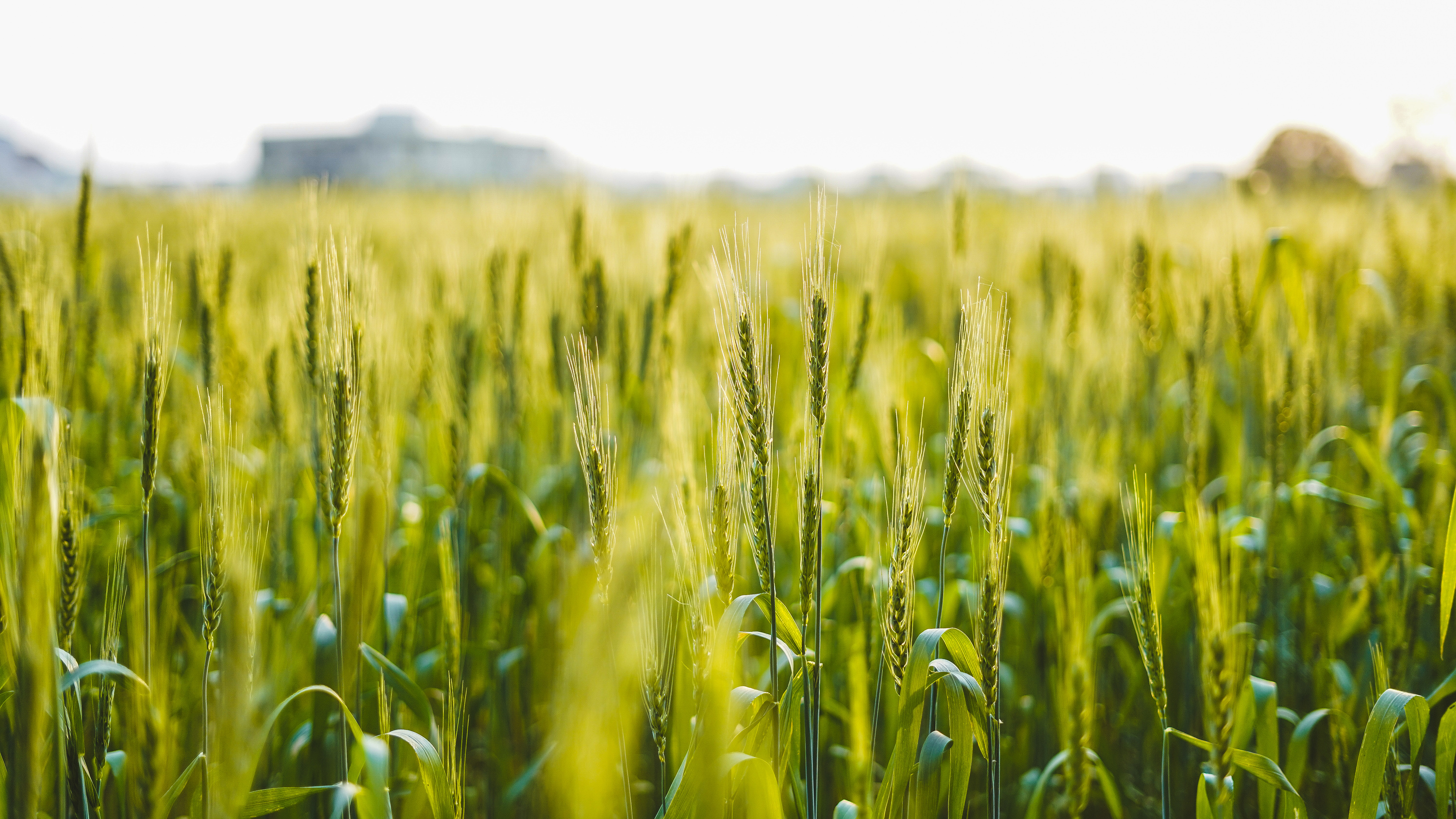 Green Wheat Field