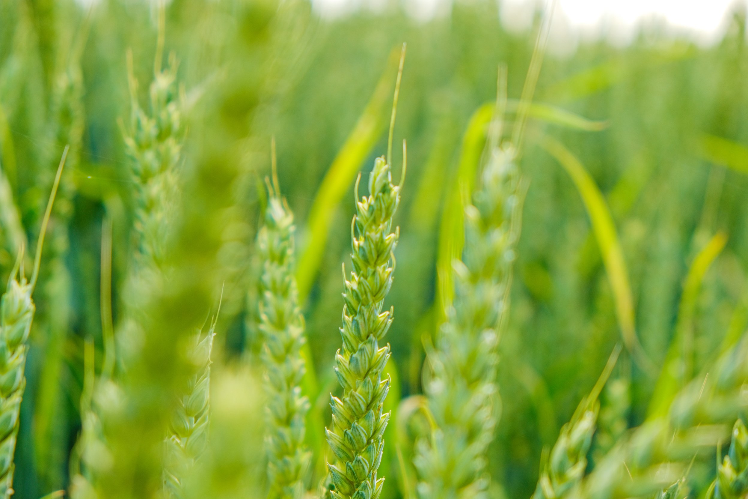 Green wheat.Wheat harvest. Wheat field . Production of flour